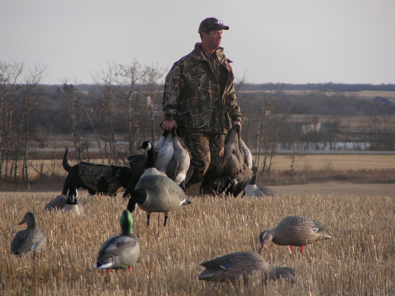 Canada Goose Hunting